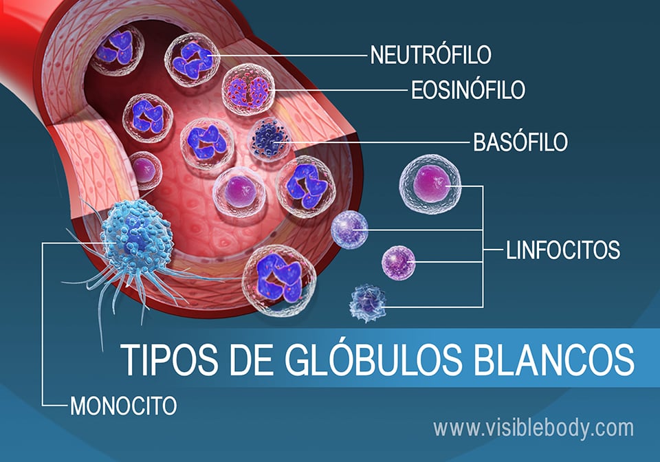 Los diferentes tipos de glóbulos blancos del torrente sanguíneo